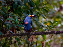 Andigena laminirostris