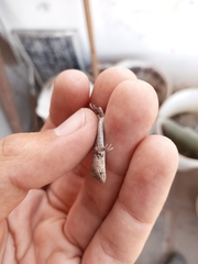 Liolaemus wiegmannii