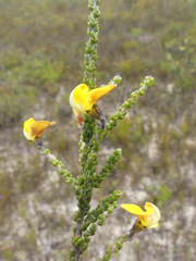 Aspalathus microphylla