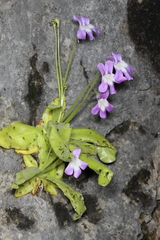 Pinguicula longifolia