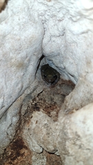 Craugastor yucatanensis