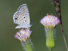 Hemiargus hanno