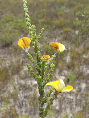 Aspalathus microphylla