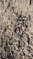 Convolvulus lineatus