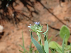 Linaria micrantha