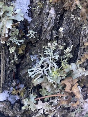 Hypogymnia imshaugii