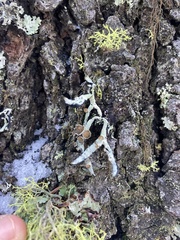 Hypogymnia imshaugii
