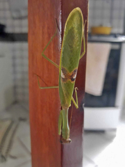 Stagmatoptera hyaloptera