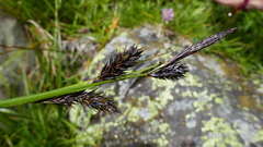 Carex frigida