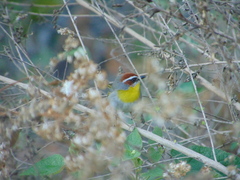 Basileuterus rufifrons