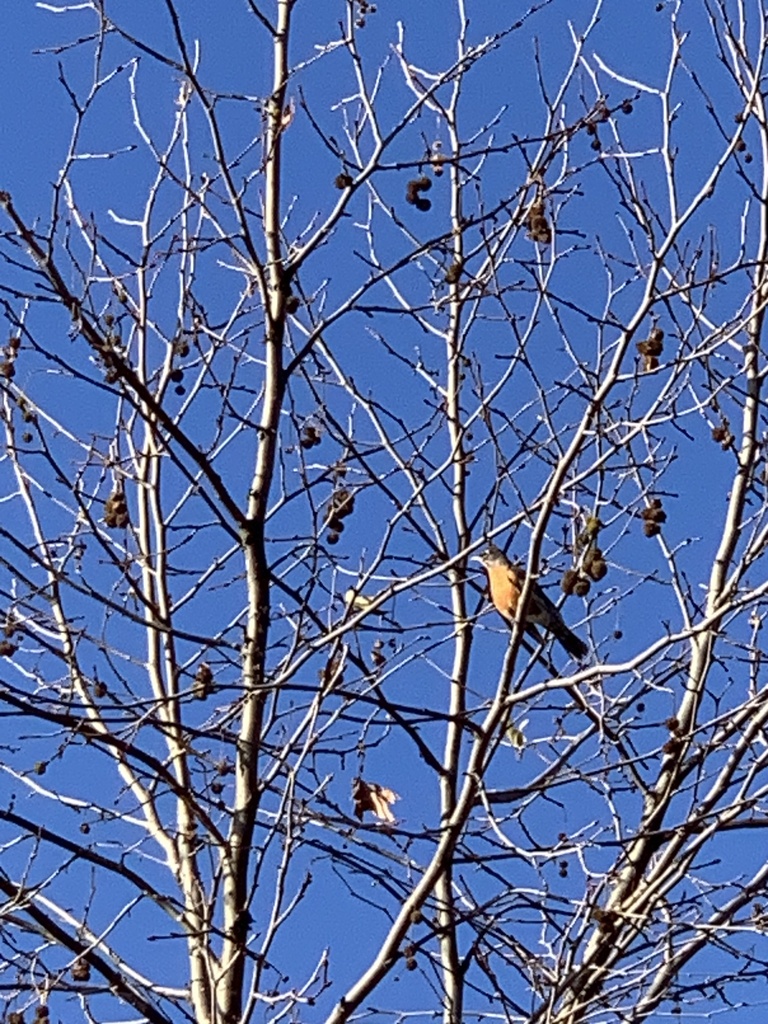 American Robin from Mission Trails Regional Park, San Diego, CA, US on ...