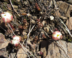 Ranunculus andersonii