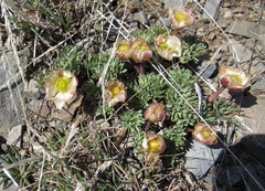Ranunculus andersonii
