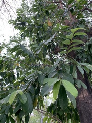 Annona montana