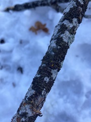 Melanohalea subolivacea