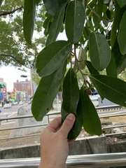Annona montana