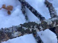 Melanohalea subolivacea