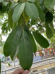 Annona montana
