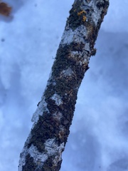 Melanohalea subolivacea