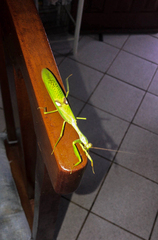 Stagmatoptera hyaloptera