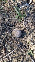 Helix albescens