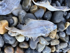 Pleuronectidae