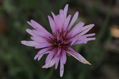 Pseudopodospermum undulatum