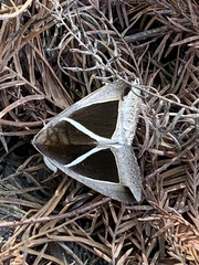 Chalciope mygdon