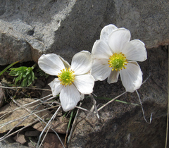 Ranunculus andersonii