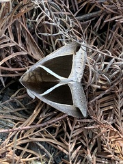 Chalciope mygdon