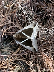 Chalciope mygdon