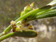 Centella rupestris