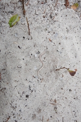 Plestiodon reynoldsi