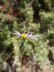 Volutaria crupinoides