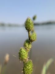 Carex alata