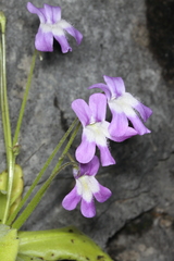 Pinguicula longifolia