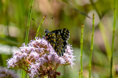 Catasticta teutila