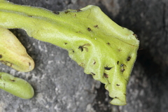 Pinguicula longifolia