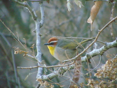 Basileuterus rufifrons