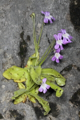 Pinguicula longifolia