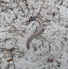 Plestiodon reynoldsi