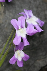 Pinguicula longifolia