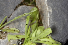 Pinguicula longifolia