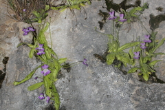 Pinguicula longifolia