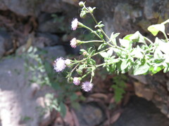 Fleischmannia arguta