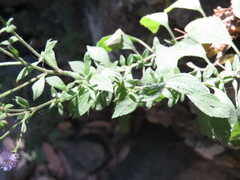 Fleischmannia arguta