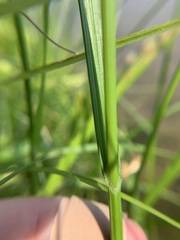 Carex alata