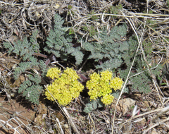 Lomatium foeniculaceum