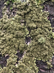 Melanohalea exasperatula