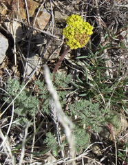 Lomatium foeniculaceum